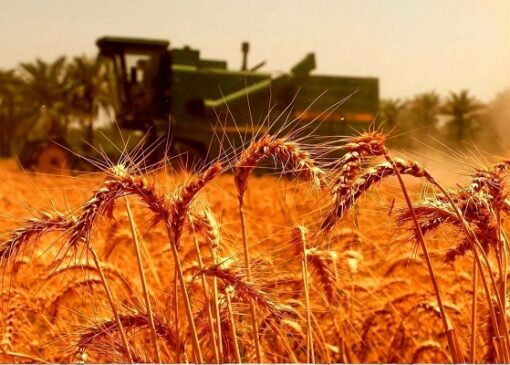 افزایش قیمت نان کلید خورد / زنگ خطر کمبود گندم به صدا درآمد