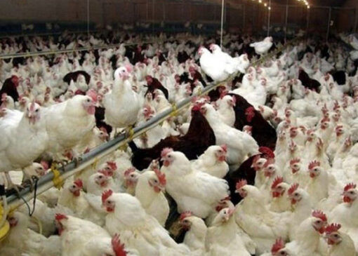 شیوع آنفلوآنزای فوق حاد پرندگان تکذیب شد