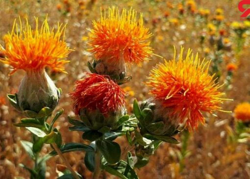 سازگاری چشمگیر دانه گلرنگ با اقلیم خشک و نیمه‌خشک ایران