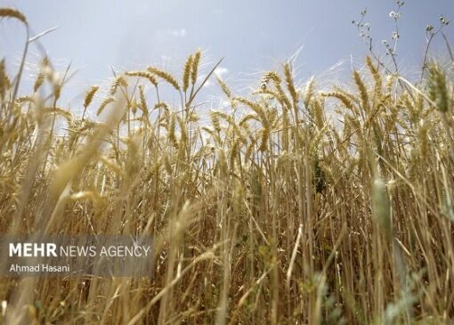 تعیین نرخ خرید تضمینی گندم فردا در دستور کار