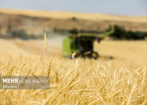 دولت بیمه تمام گندم‌زارهای کشور را از پول کشاورزان پرداخت کرد