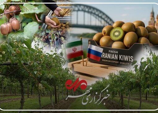 کیوی گیلان؛ محصولی با موقعیت ممتاز؛ از بازار داخلی تا صادرات جهانی