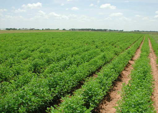 تورم تولیدکننده بخش زراعت و دامداری اعلام شد