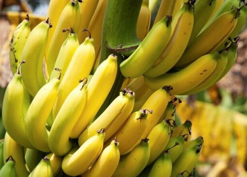 توقف واردات موز تکذیب شد؛ واردات محصولات کشاورزی طبق روال انجام می شود