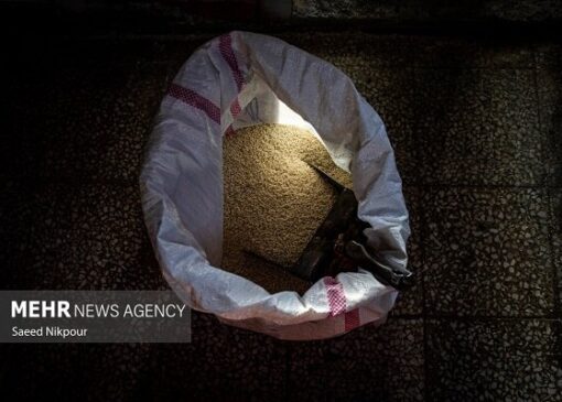 رشد دو برابری واردات برنج؛ برنج هندی در صدر برنج های خارجی