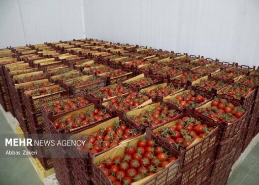 جهش ۴۳ درصدی قیمت گوجه فرنگی در آبان ۱۴۰۴